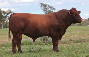 Past Herd Sires - Tahuna & Hiwiroa Shorthorns